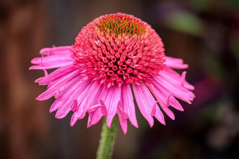 Echinacea